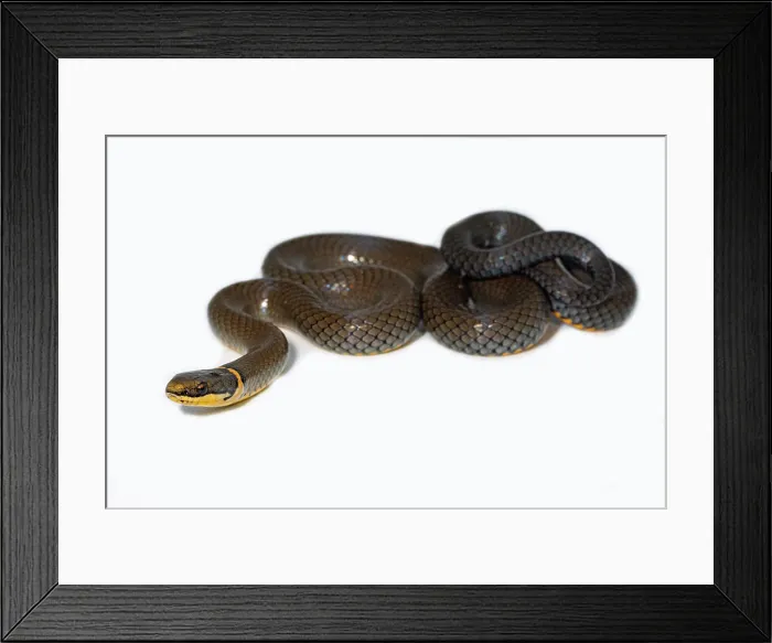 Framed Print : Ringneck Snake (Diadophis punctatus)