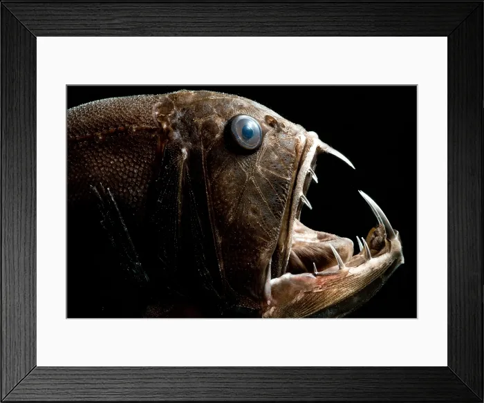 Framed Print : Deep Sea Fangtooth