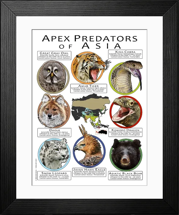 Framed Print : Apex Predators of Asia Framed Print : Apex Predators of Asia