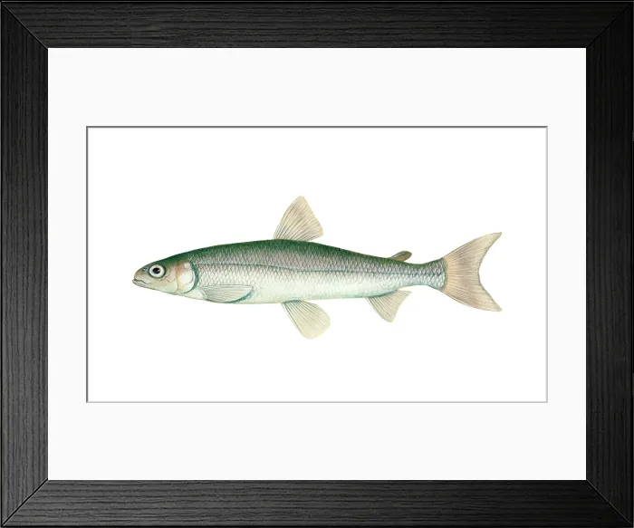 Framed Print : Rainbow Smelt (Osmerus mordax) Framed Print : Rainbow Smelt (Osmerus mordax)