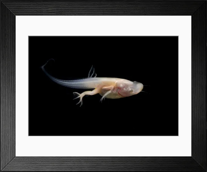 Framed Print : African Clawed Frog tadpole Framed Print : African Clawed Frog tadpole