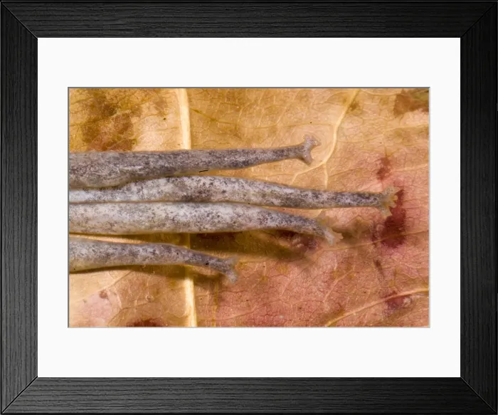 Framed Print : Surinam Toad Framed Print : Surinam Toad
