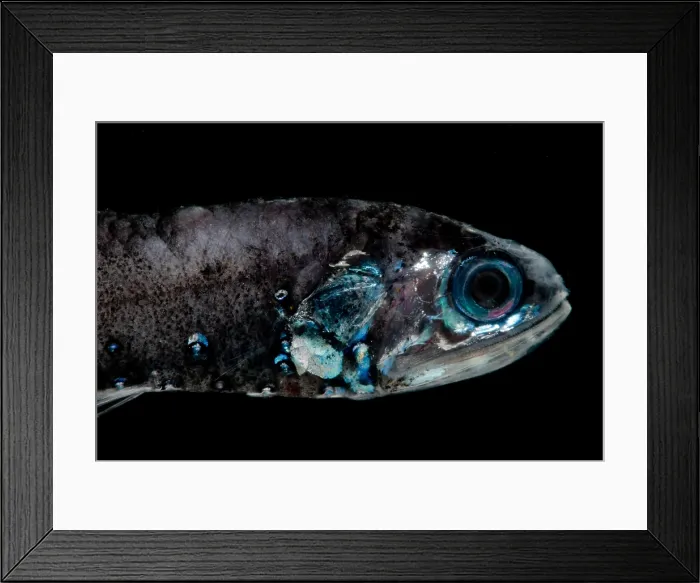 Framed Print : Northern Lampfish