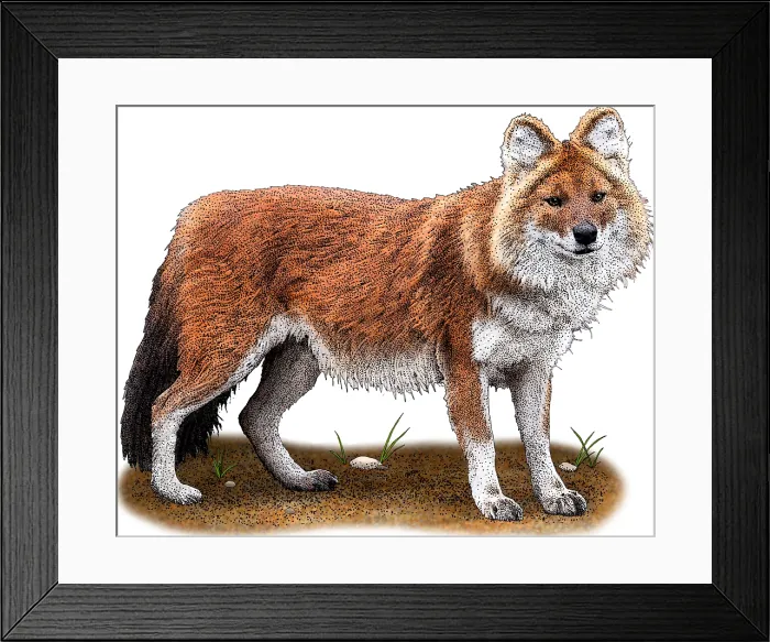 Framed Print : Dhole, Cuon alpinus, Illustration Framed Print : Dhole, Cuon alpinus, Illustration