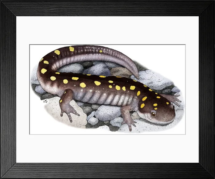 Framed Print : Spotted Salamander
