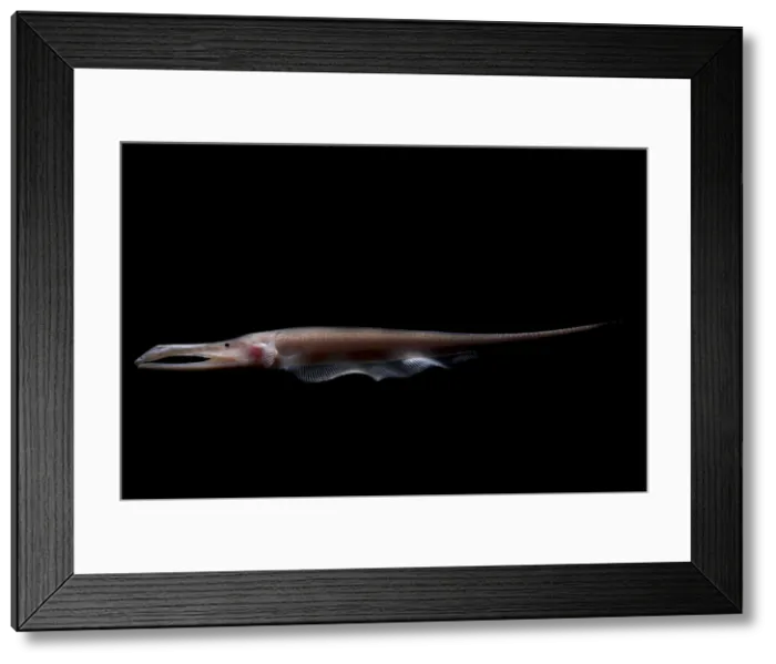 Framed Print : Amazon River fish Framed Print : Amazon River fish