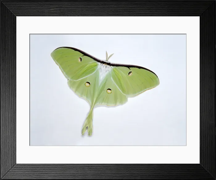 Framed Print : Luna moth, Actias luna, is a Saturniid moth in the family Saturniidae Framed Print : Luna moth, Actias luna, is a Saturniid moth in the family Saturniidae