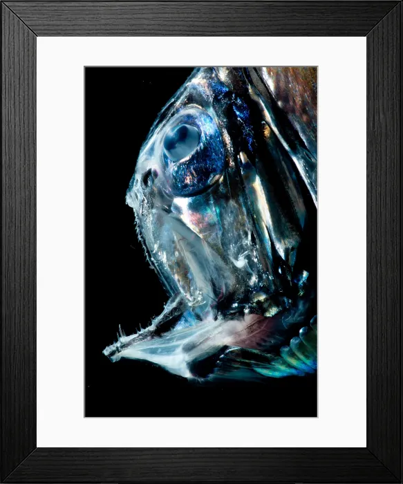 Framed Print : Lovely Hatchetfish (Argyropelecus aculeatus) Framed Print : Lovely Hatchetfish (Argyropelecus aculeatus)
