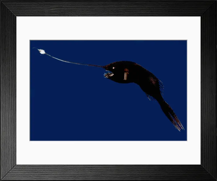 Framed Print : Whipnose Seadevil Framed Print : Whipnose Seadevil