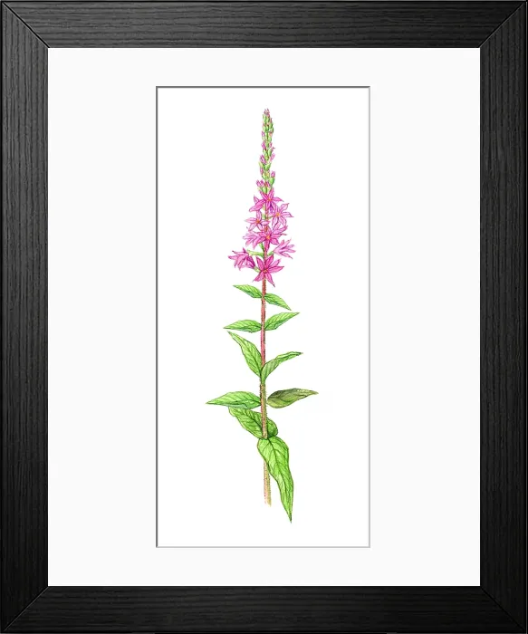 Framed Print : Purple Loosestrife Framed Print : Purple Loosestrife