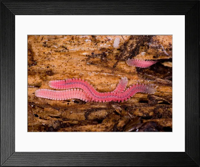 Framed Print : Millipedes Framed Print : Millipedes