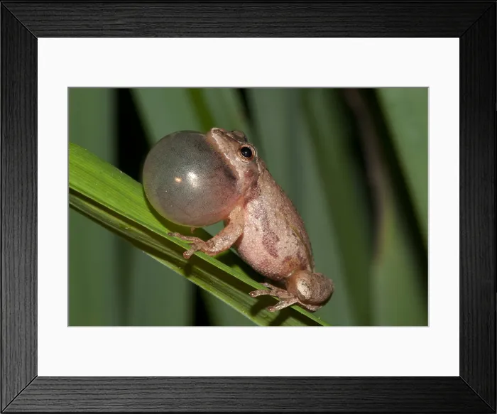 Framed Print : Spring Peeper, Hyla Crucifer, Mating Call