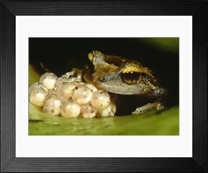 Framed Print : Parental care by tree frog