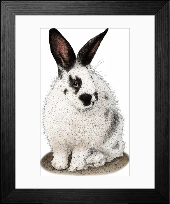 Framed Print : Domestic Rabbit Framed Print : Domestic Rabbit