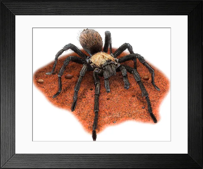 Framed Print : Western Desert Tarantula, Illustration Framed Print : Western Desert Tarantula, Illustration