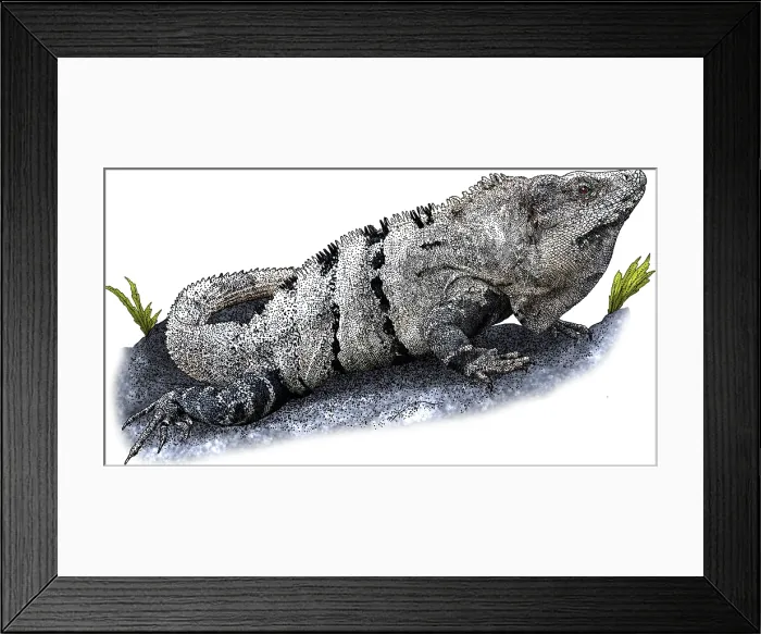 Framed Print : Black spiny tailed iguana