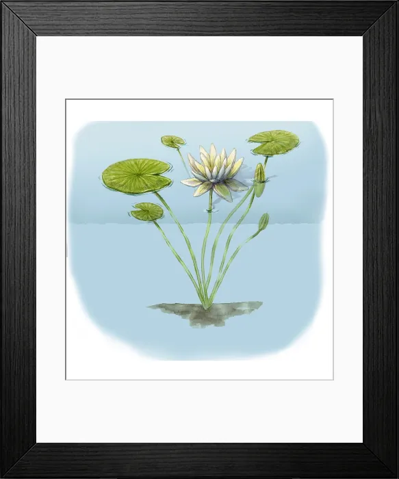 Framed Print : White Water Lily