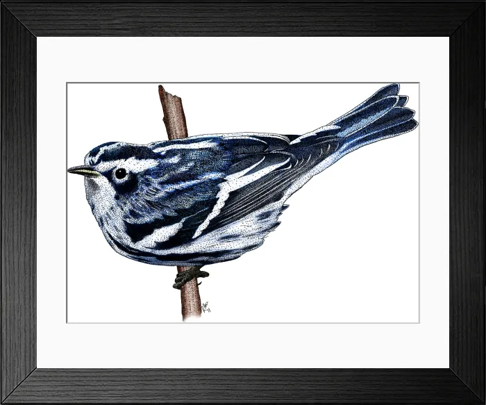 Framed Print : Black and White Warbler Framed Print : Black and White Warbler