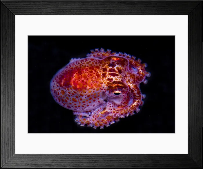 Framed Print : Giant Pacific Octopus Framed Print : Giant Pacific Octopus