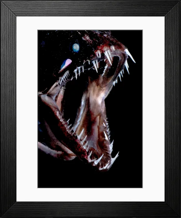 Framed Print : Dragonfish Mouth Framed Print : Dragonfish Mouth