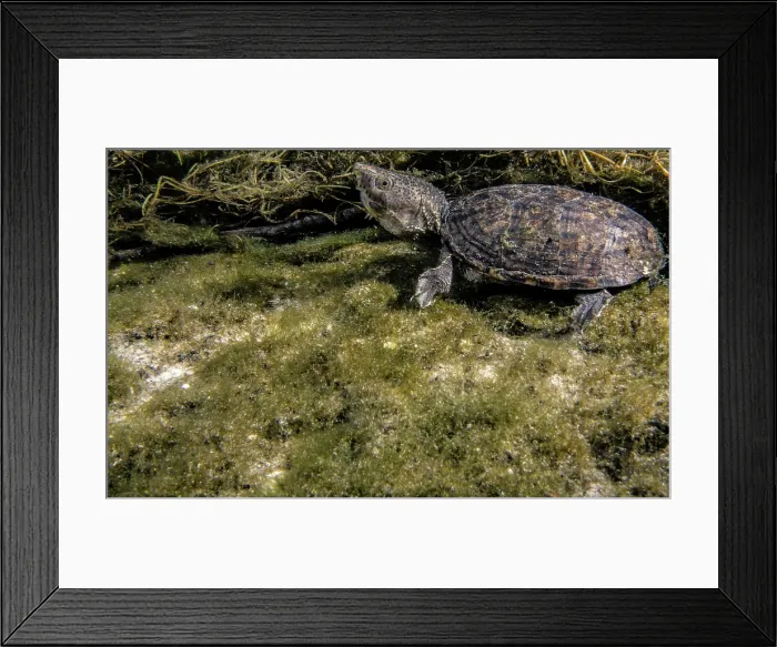 Framed Print : Loggerhead Musk Turtle (Sternotherus minor minor) Framed Print : Loggerhead Musk Turtle (Sternotherus minor minor)