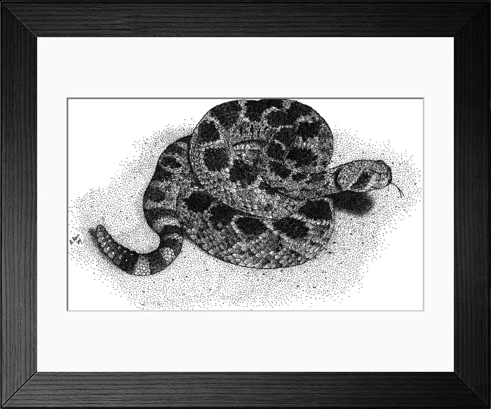 Framed Print : Western Diamondback Rattlesnake Framed Print : Western Diamondback Rattlesnake