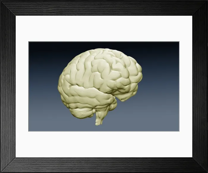 Framed Print : Brain Oblique View, Illustration Framed Print : Brain Oblique View, Illustration
