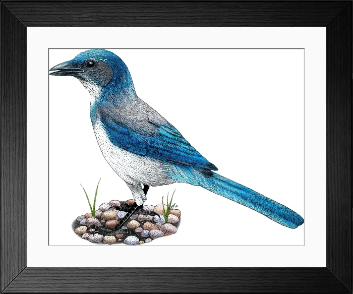 Framed Print : Western Scrub Jay