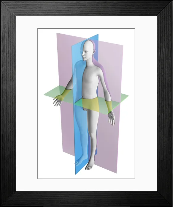 Framed Print : Anatomical Planes Framed Print : Anatomical Planes
