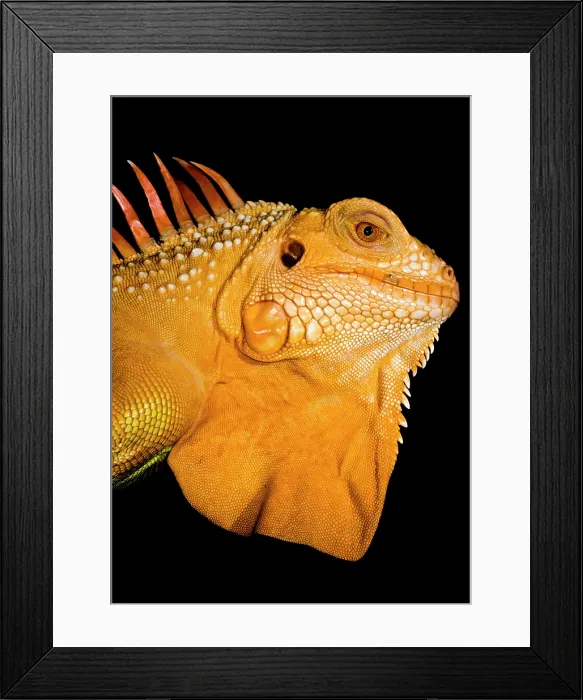 Framed Print : Crimson Phase Green Iguana