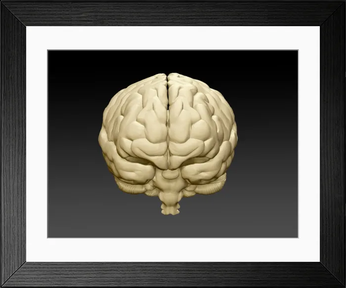 Framed Print : Brain, Frontal View, Illustration Framed Print : Brain, Frontal View, Illustration