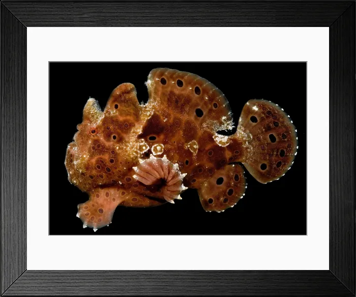 Framed Print : Warty Frogfish Framed Print : Warty Frogfish