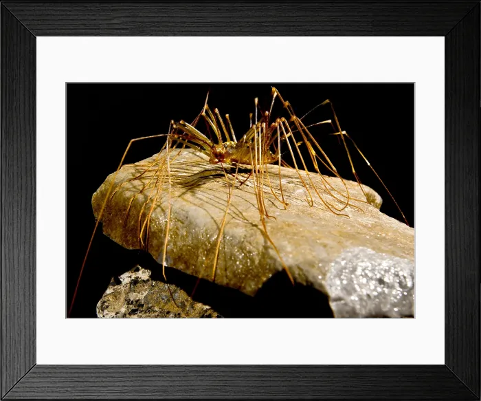 Framed Print : Chinese Cave House Centipede Framed Print : Chinese Cave House Centipede