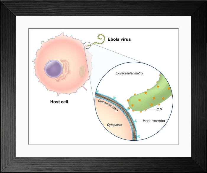Framed Print : Ebola Virus Replication (1 of 5) Framed Print : Ebola Virus Replication (1 of 5)