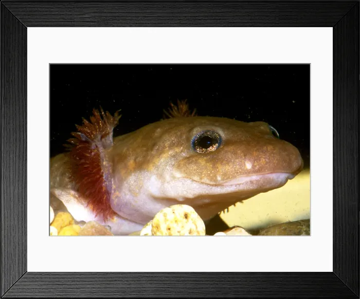 Framed Print : Pacific Giant Salamander Larva Framed Print : Pacific Giant Salamander Larva