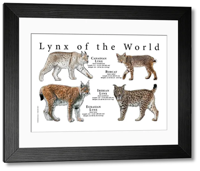 Framed Print : Lynx of the World Framed Print : Lynx of the World
