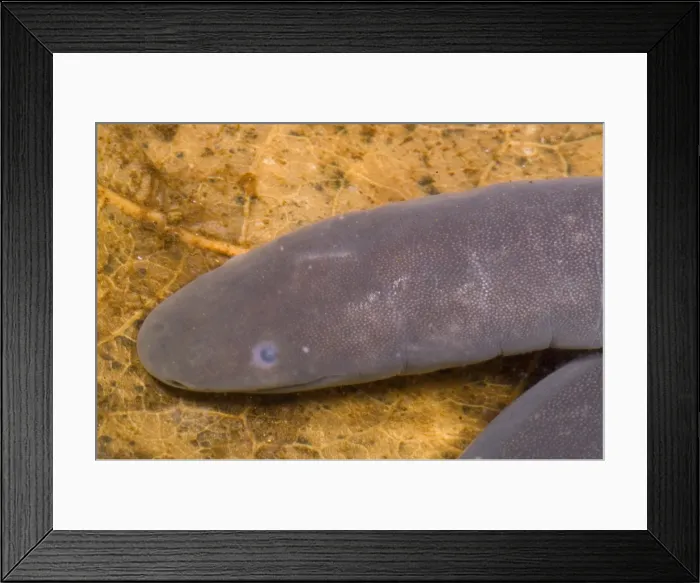 Framed Print : Rio Cauca Caecilian