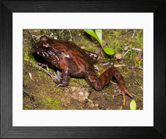 Framed Print : Chiloe Island Ground Frog