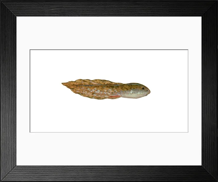 Framed Print : Bullfrog tadpole Framed Print : Bullfrog tadpole