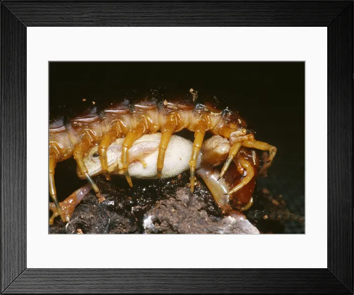 Framed Print : Centipede Eats Frog Framed Print : Centipede Eats Frog