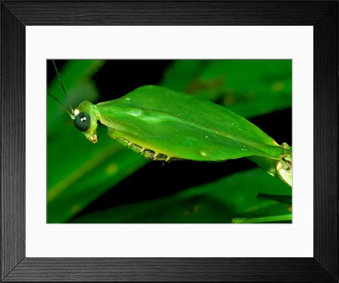 Framed Print : Shield Mantis Framed Print : Shield Mantis