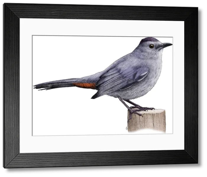 Framed Print : Gray Catbird Framed Print : Gray Catbird
