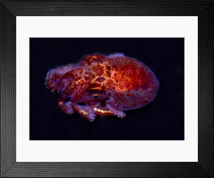 Framed Print : Giant Pacific Octopus Framed Print : Giant Pacific Octopus