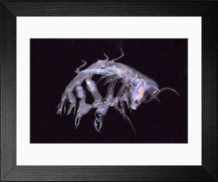 Framed Print : Phronima. This species of Phronima, an amphipod crustacean, hollows out Framed Print : Phronima. This species of Phronima, an amphipod crustacean, hollows out