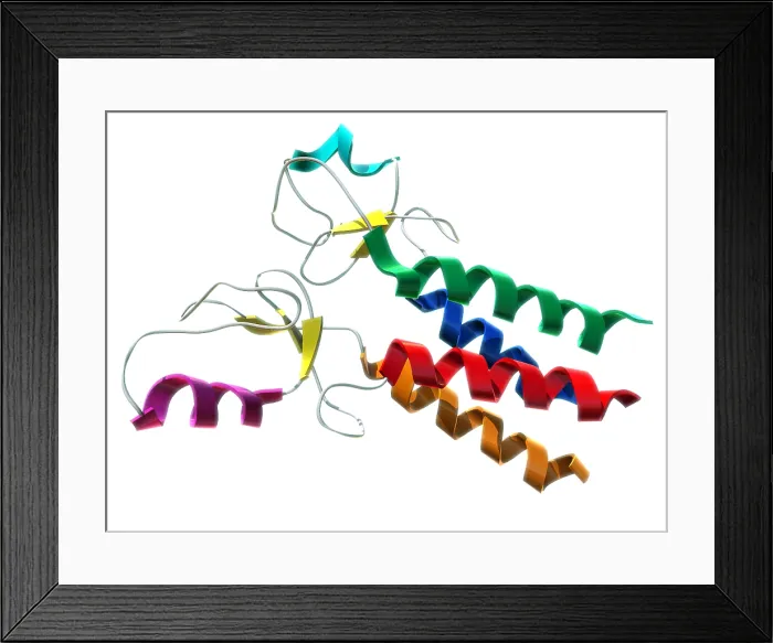 Framed Print : BRCA1, Molecular Model Framed Print : BRCA1, Molecular Model