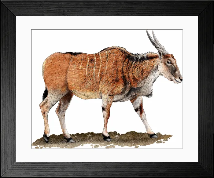 Framed Print : Common eland