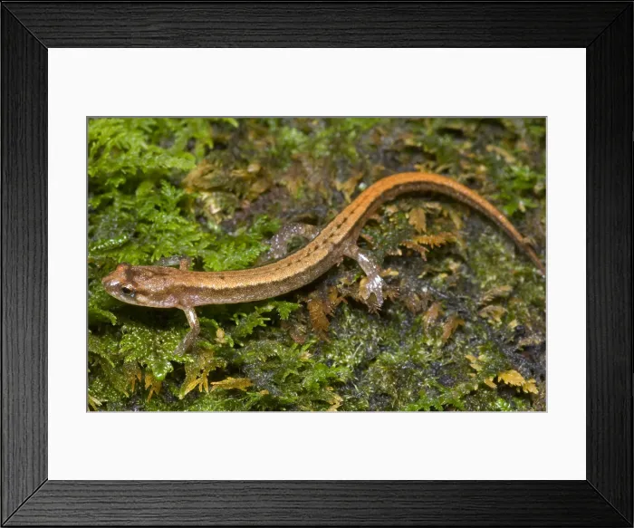 Framed Print : Seepage Salamander