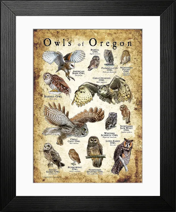 Framed Print : Owls of Oregon Framed Print : Owls of Oregon