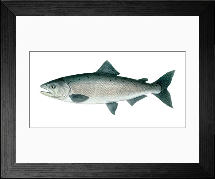 Framed Print : Chinook Salmon (Oncorhynchus tshawytscha) Framed Print : Chinook Salmon (Oncorhynchus tshawytscha)