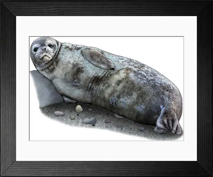 Framed Print : Weddell Seal Framed Print : Weddell Seal